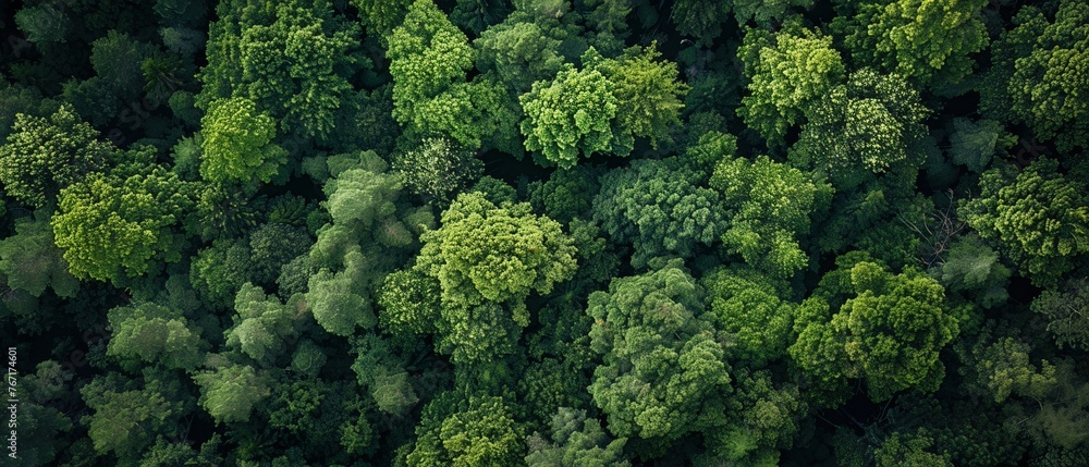 Naklejka premium Forests, once lush and vibrant, now gasp under the strain of heat, their green fingers wilting