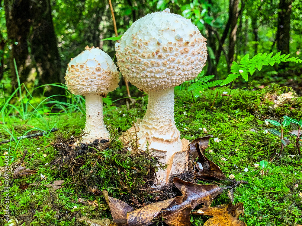 Fototapeta premium mushrooms in the forest