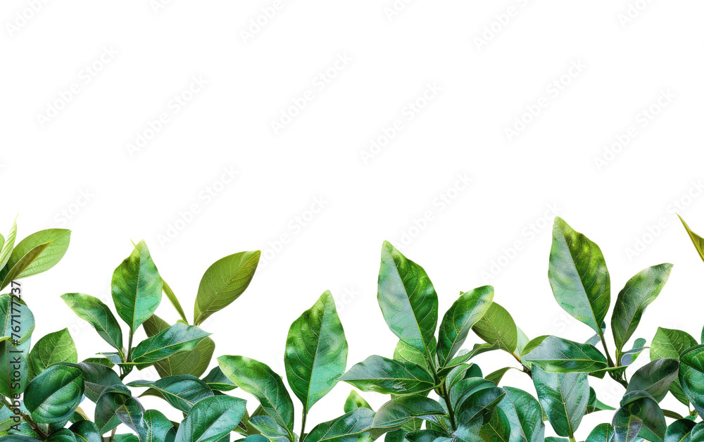 Border shaped green leaves plant Isolated on Transparent background.