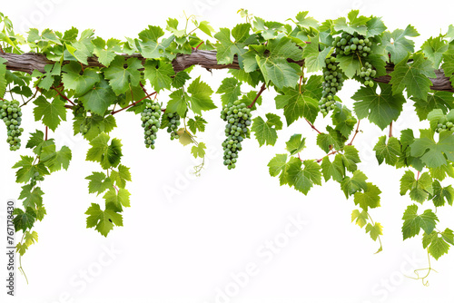 Grapevine with green leaves and clusters of grapes against white