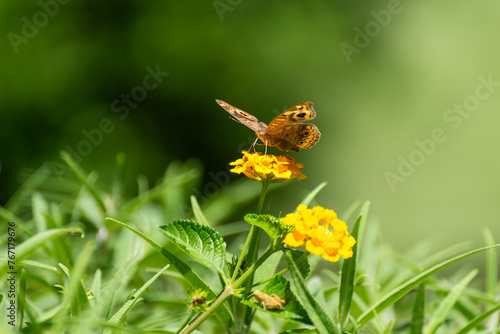 Butterfly Resting on Yellow Flower Against a Green Background