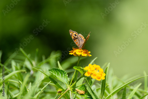 Butterfly Feeding on Yellow Flower