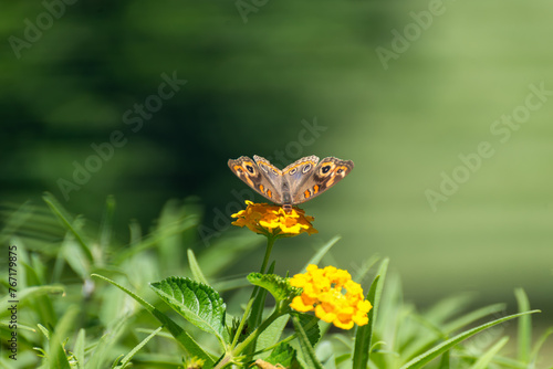 Butterfly Sipping Nectar from Vibrant Yellow Flower