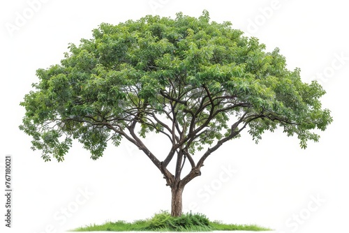 Isolated Single Tree with Clipping Path and Alpha Channel on White Background  tropical deciduous vegetation