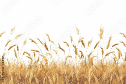 Isolated wheat field border on white background  agricultural crop  digital illustration