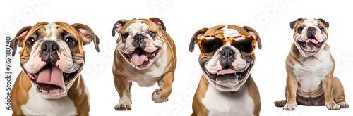 Set of Content English Bulldogs: Relaxed Pups Displaying Varied Behaviors - Running, Playing, Jumping, Sitting, Close-Up, and Cool in Sunglasses, Isolated on Transparent Background, PNG