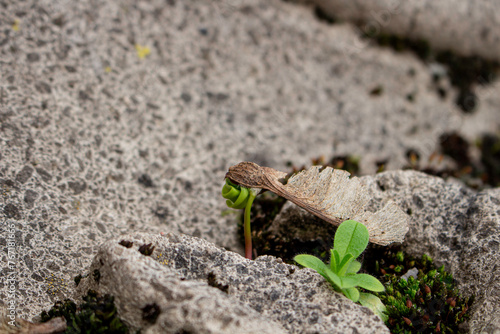 Фотография Origin of life from seed