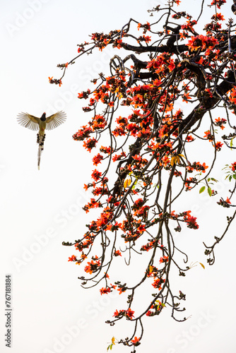 Magpies fly over the blooming kapok, like a Chinese ink painting of flowers and birds