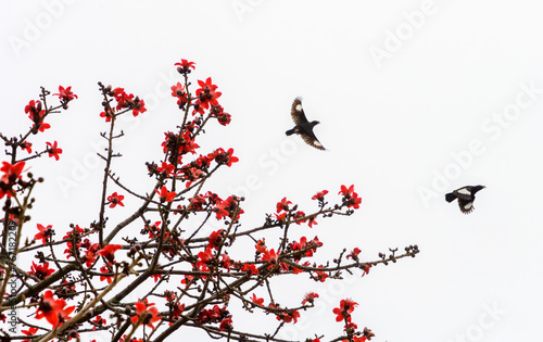 Myna flies over the blooming kapok, like a Chinese ink painting of flowers and birds