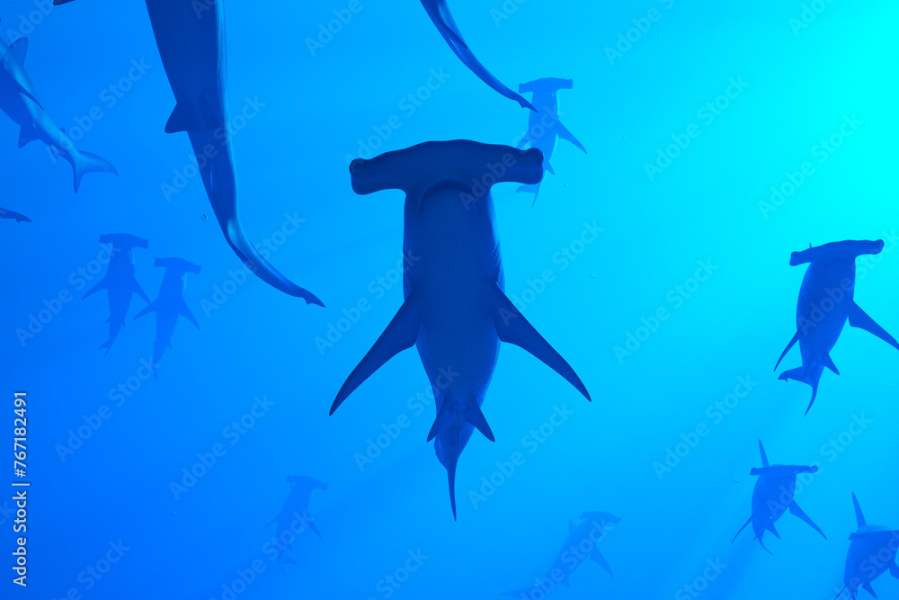 Majestic Hammerhead Sharks Swimming in the Serene Depths of a Blue Ocean
