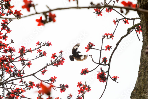 Myna flies over the blooming kapok, like a Chinese ink painting of flowers and birds