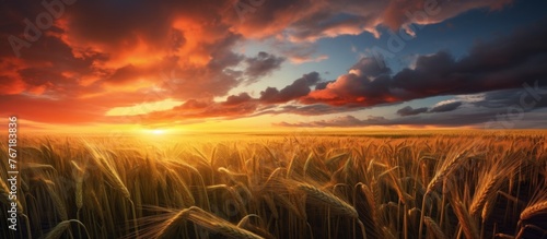 The sun descends below the horizon, casting a warm glow over the wheat field. The sky is painted with hues of orange and pink, creating a picturesque natural landscape