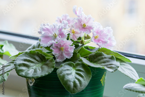 Blooming sora Saintpaulia (Uzambara violet) in pink color on a home windowsill. photo