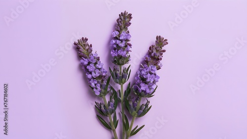 Lavender blooms isolated on a pristine white background