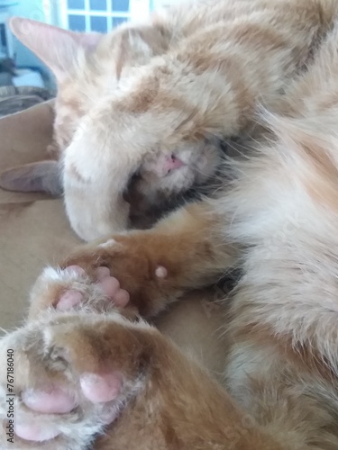 Orange cat covering face while sleeping. 