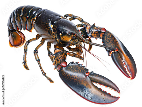 live lobster, isolated white background PNG