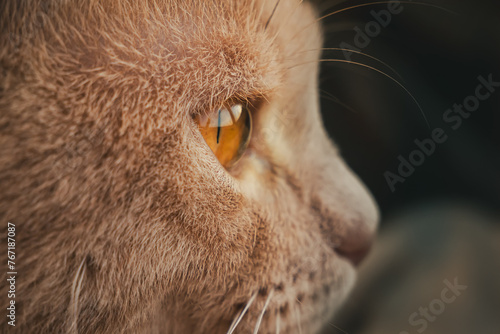close up portrait of a cat,cat eye 