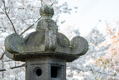 Traditional Japanese lantern the tidal Washington DC surrouded y cherry blossoms photo