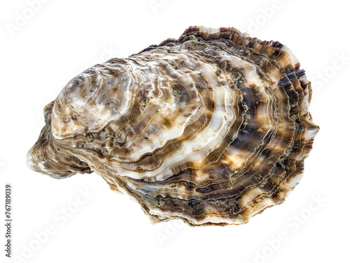 live oyster, isolated white background PNG