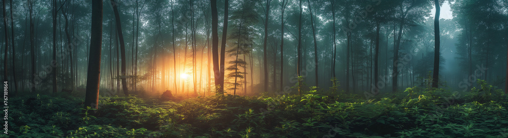 Mystical Morning Light Piercing Through Foggy Forest
 - obrazy, fototapety, plakaty 
