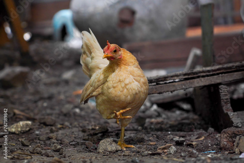 Schilderij op canvas Ornamental chicken, short-legged Bantam chicken