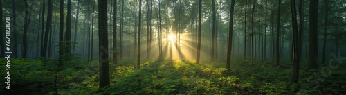 Sustainable Living  Sun Rays Breaking Through a Verdant Forest 