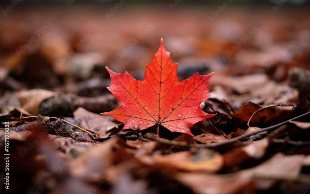 Close-up of a maple leaf lying on the ground in a pile of leaves Close-up of a maple leaf lying on the ground in a pile of leaves
