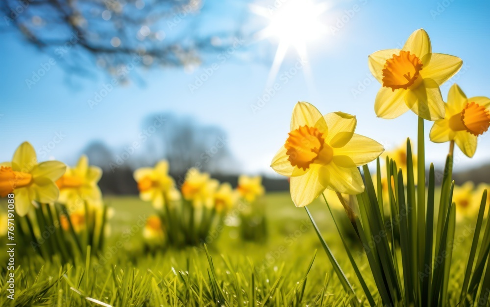 Fototapeta premium Daffodil flowers in the field
