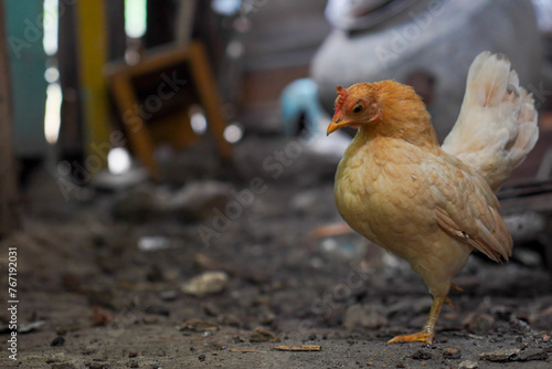 Ornamental chicken, short-legged Bantam chicken. A kate chicken standing on the ground photo