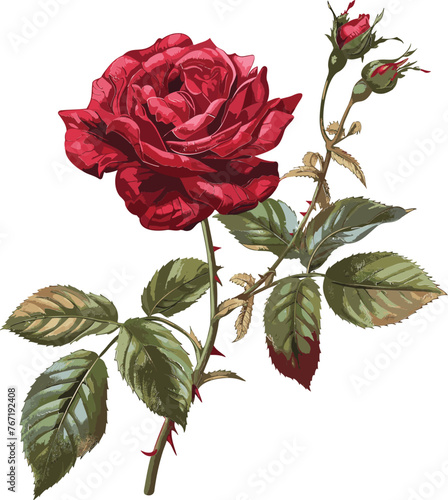 Rose Vector Blossom Bonanza Elegant Flower Designs