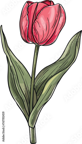 Tulip Vector Blossom Bonanza Elegant Flower Designs