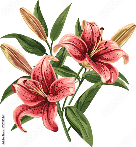 Lily Vector Blossom Bonanza Elegant Flower Designs