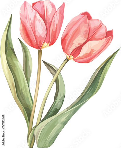 Tulip Vector Blossom Bonanza Elegant Flower Designs