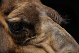 A close up of a camel's face with a dark background. The camel's eye is open and looking at the camera