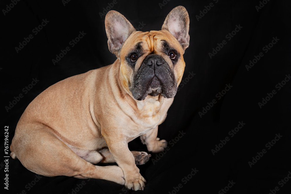 A French bulldog dog in close-up on a black background.