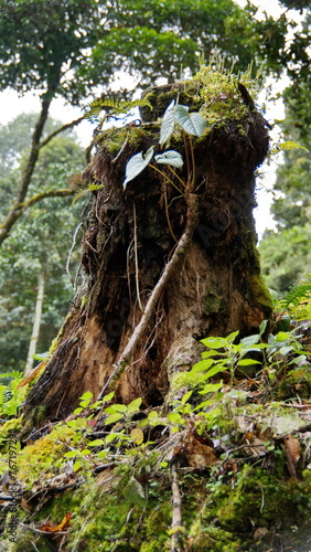 Moss and plants growing on a tree stump at the high altitude Paraiso Quetzal Lodge outside of San Jose, Costa Rica