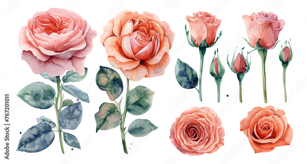 Watercolor style rose flower elements