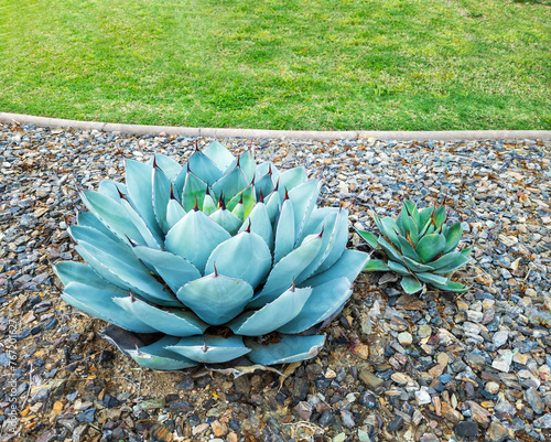 Agave succulent plants in desert style xeriscaping next to a grassy green lawn along city streets of American Southwest