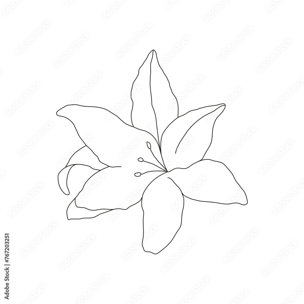 Obraz premium Abstract line minimalistic lily flower art. Vector cute linear illustration on white background.