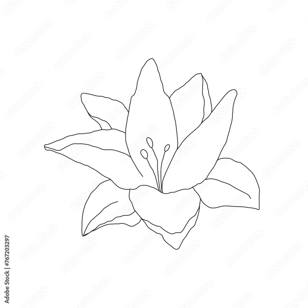 Abstract line minimalistic lily flower art. Vector cute linear illustration on white background.