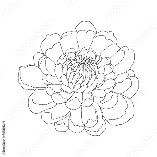 Abstract line minimalistic peony flower art. Vector cute linear illustration on white background.