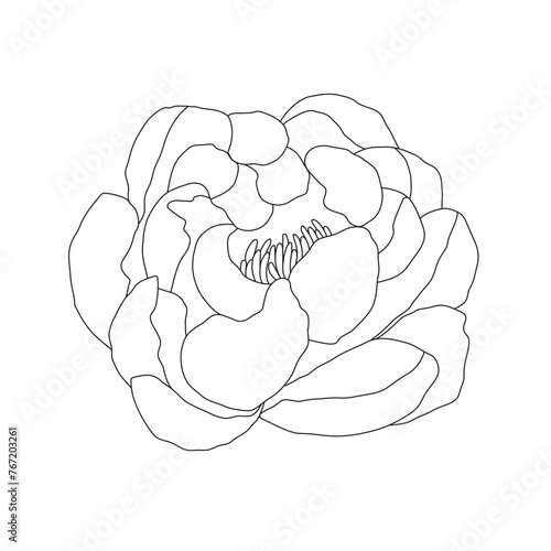 Abstract line minimalistic peony flower art. Vector cute linear illustration on white background.
