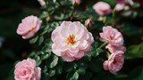 Rose blooming in summer garden, pink flowers blossoming outdoors
