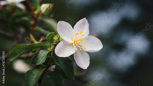 Selective focus accentuates beauty of jasmine flower against background