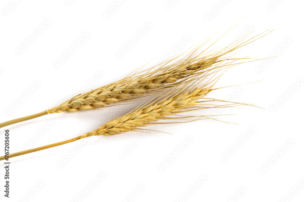 Harvest grain from the farm such as oats, wheat, barley, isolated on white Harvest grain from the farm such as oats, wheat, barley, isolated on white