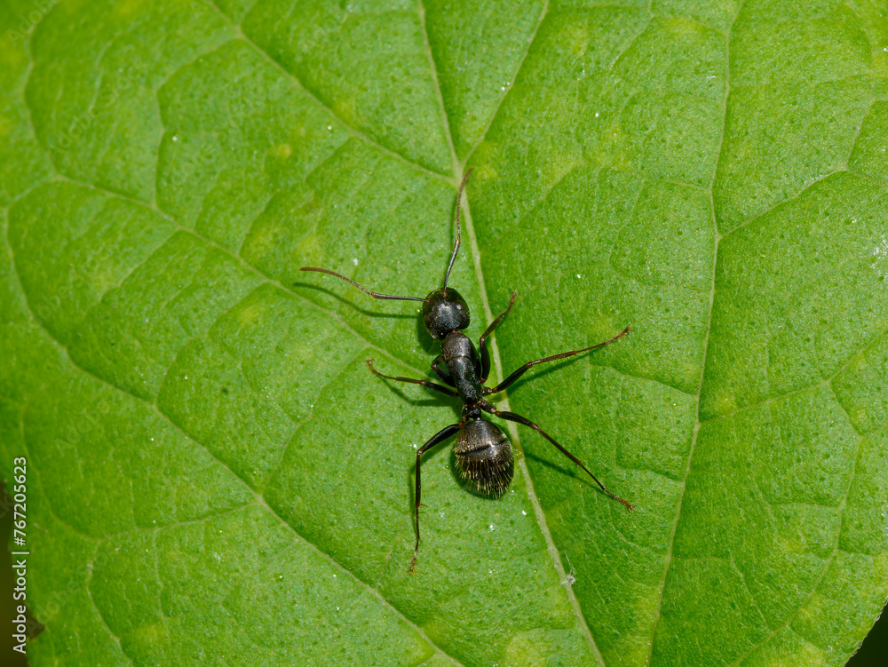 Carpenter ant, Camponatus Japonicus, perching on a green leaf.
