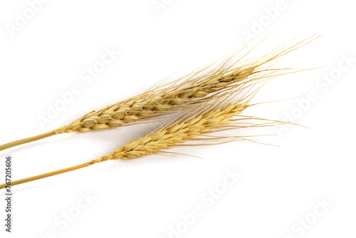 Harvest grain from the farm such as oats, wheat, barley, isolated on white