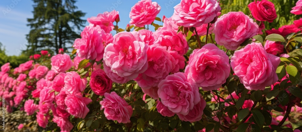Fototapeta premium A cluster of pink roses, a type of shrub, thrives in the natural environment of a garden. Their magenta petals stand out against the green groundcover