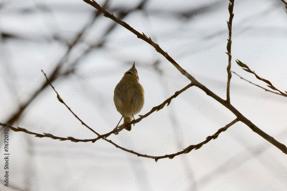 (Phylloscopus collybita) sits on a tree branch. (Phylloscopus collybita) sits on a tree branch.