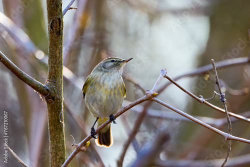 (Phylloscopus humei) standing on a tree branch. photo